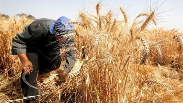 وزير الزراعة: توريد 4 ملايين طن قمح وهدفنا تحقيق الاكتفاء الذاتي