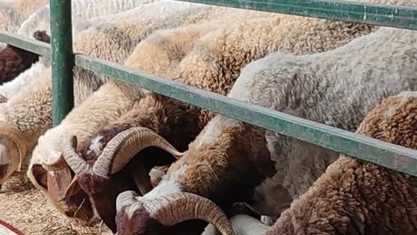 الدولة تكثف جهودها قبل عيد الأضحى| مجمعات استهلاكية ومنافذ وشوادر.. وتخفيضات تصل 30%